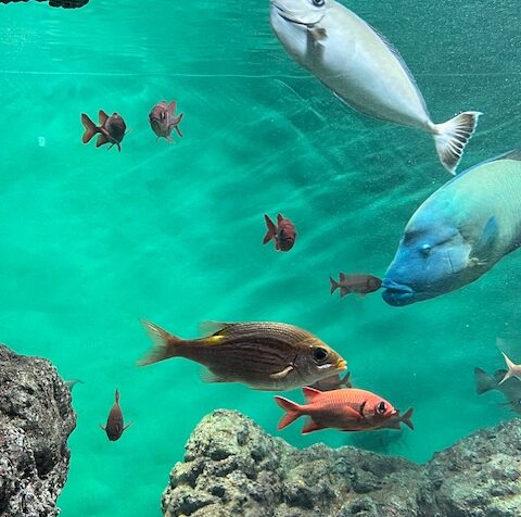 葛西臨海水族園【江戸川区】子供も大人も大満足